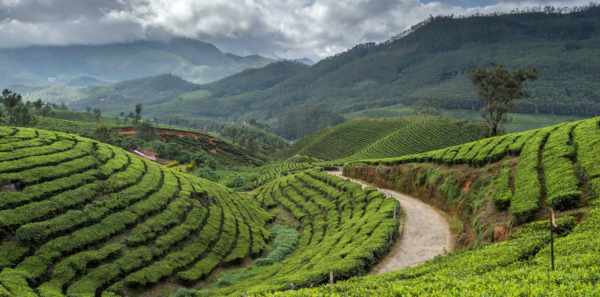 Kerala - Image 2
