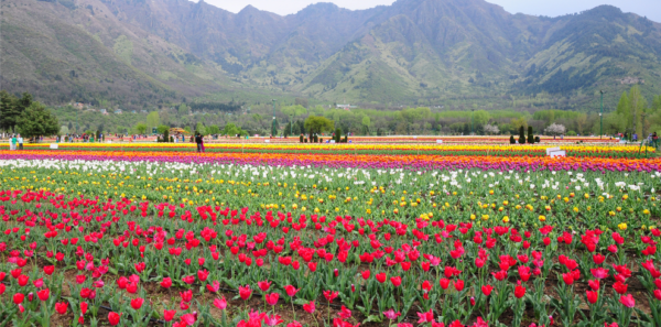 Kashmir - Image 3